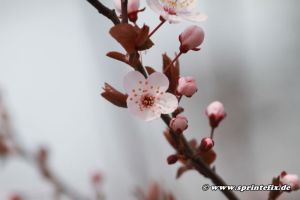 23.03.2014 23. Neubrandenburger Frühlingslauf